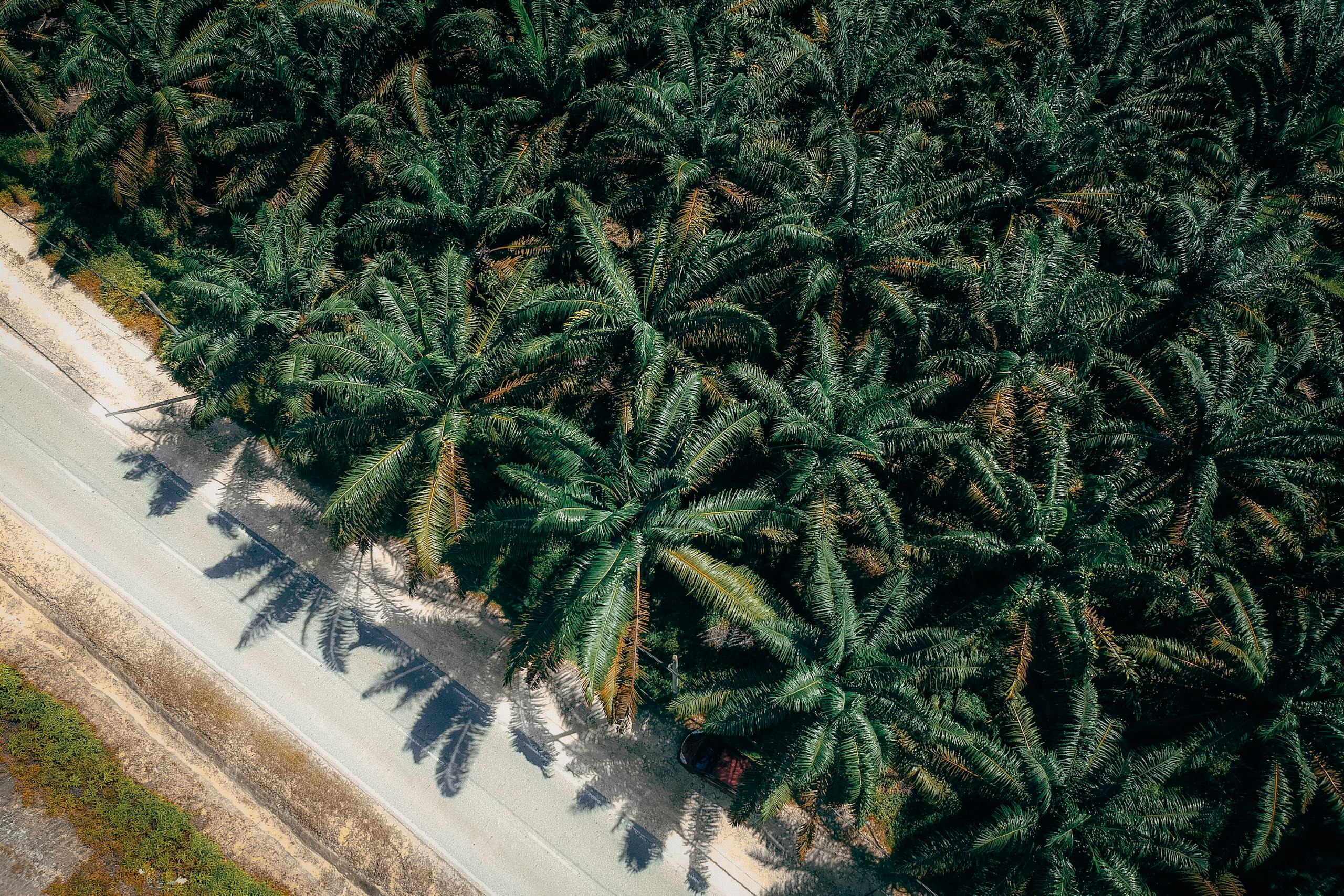 Photo by Pok Rie Aerial view capturing a lush palm tree plantation adjacent to a country road.