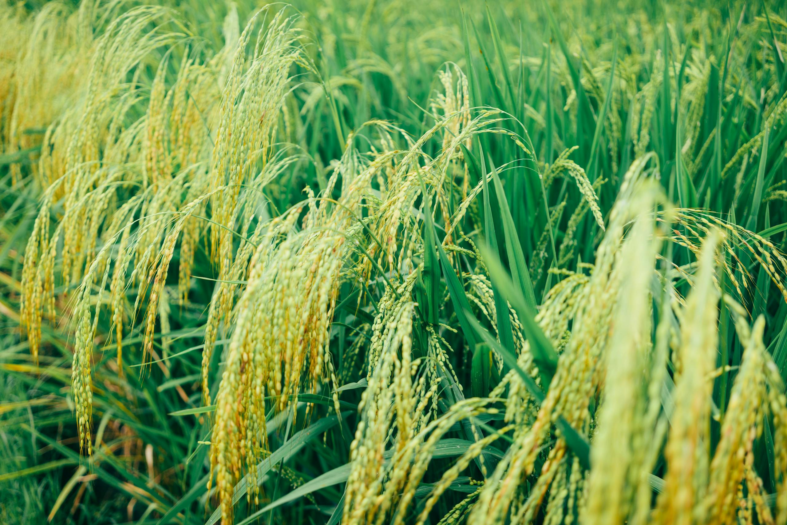 Photo by Sergei A Vibrant close-up of rice fields in Bali, showcasing growth and freshness.