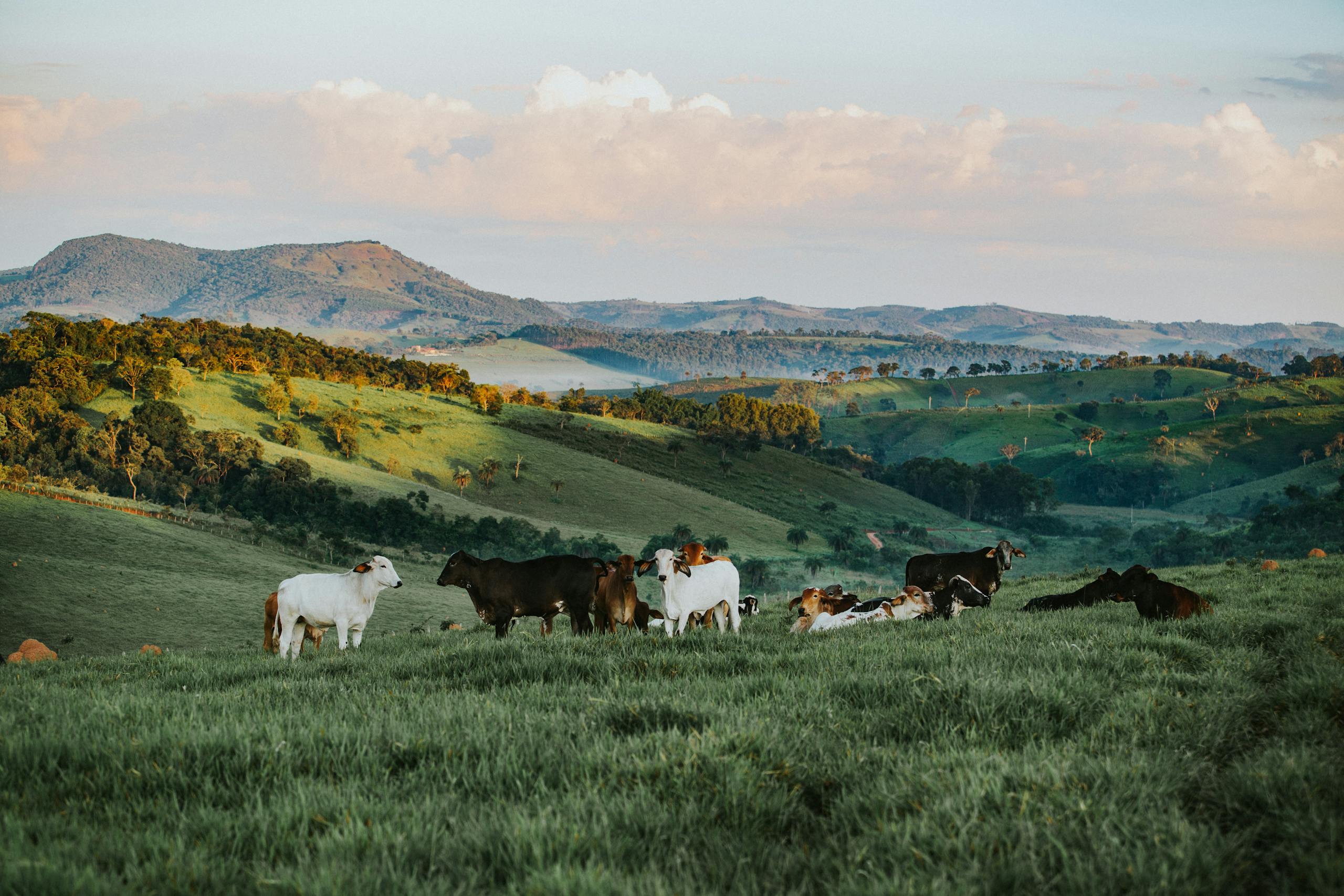 Photo by Helena Lopes A serene landscape of cattle in lush green fields with hills in the background, Brazil.